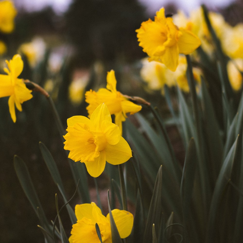March Daffodils Image