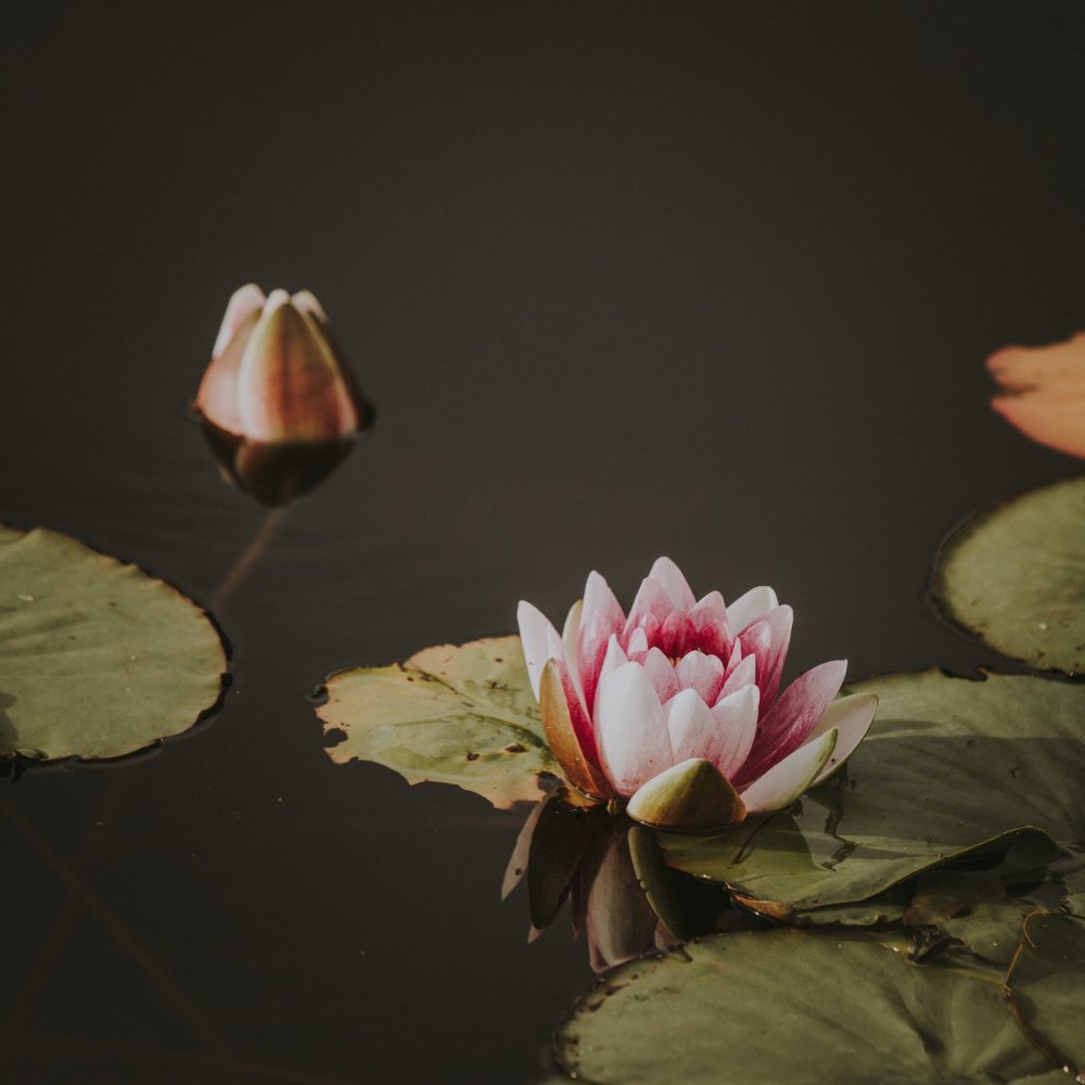 July Water-Lily Image
